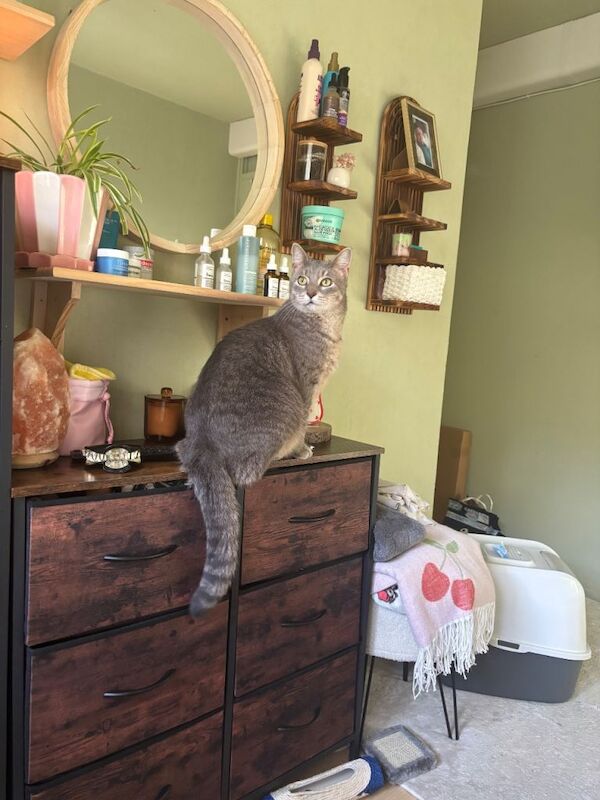 Beautiful Grey Bengal X Maine Coon - Image 5 of 5