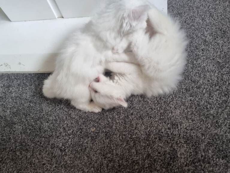 Beautiful Kitten Mainecoon - Image 2 of 6