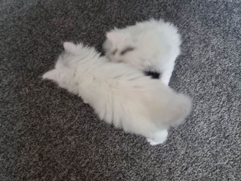 Beautiful Kitten Mainecoon - Image 3 of 6