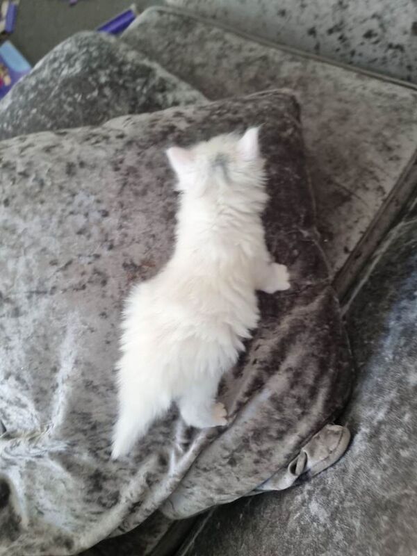 Beautiful Kitten Mainecoon - Image 4 of 6