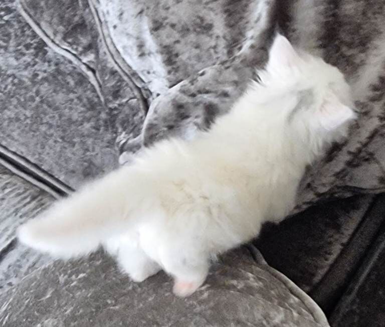 Beautiful Kitten Mainecoon - Image 5 of 6