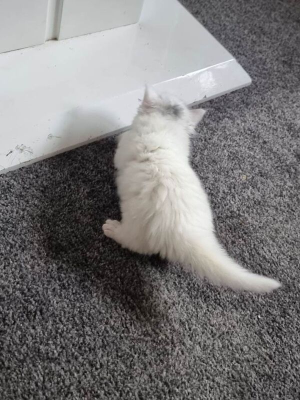 Beautiful Kitten Mainecoon - Image 6 of 6