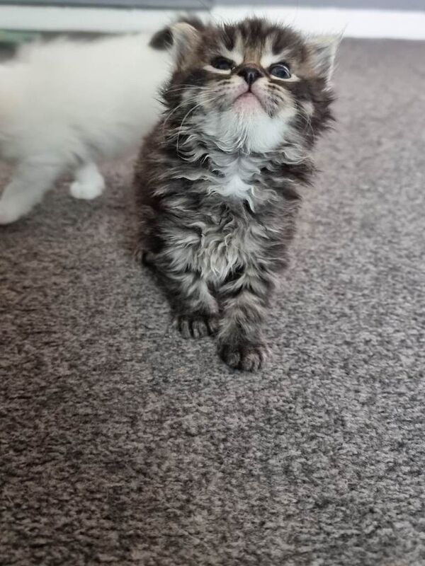 Maine Coon Kittens For Sale