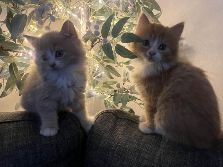 Beautiful Kittens - Image 2 of 3