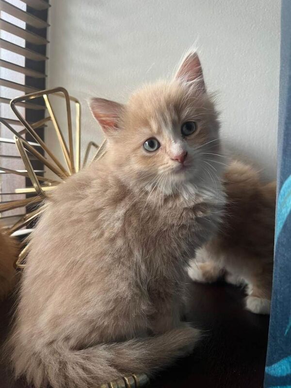 Beautiful Kittens - Image 3 of 3