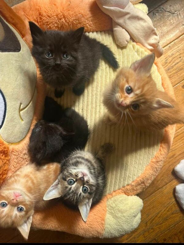 Beautiful kittens ready to leave, mum is half maincoon dad is ginger.