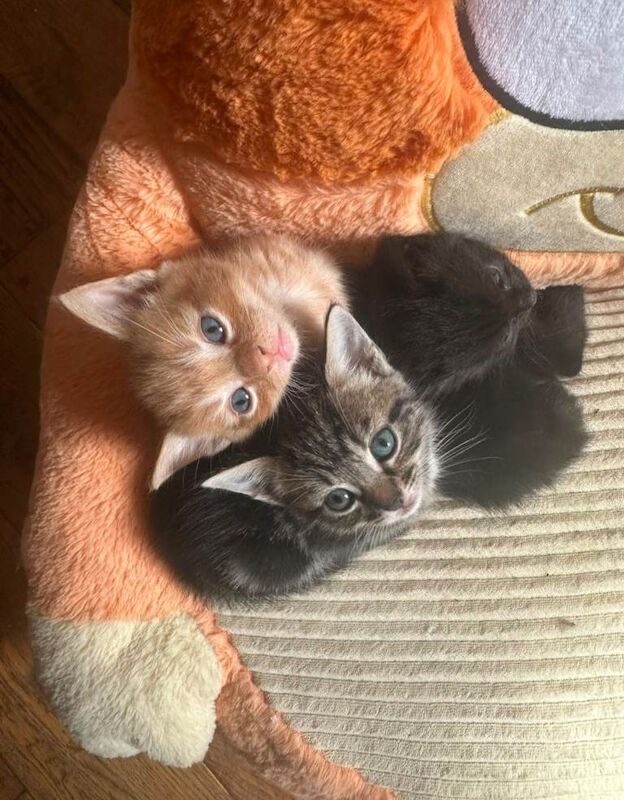 Beautiful kittens ready to leave, mum is half maincoon dad is ginger. - Image 2 of 5