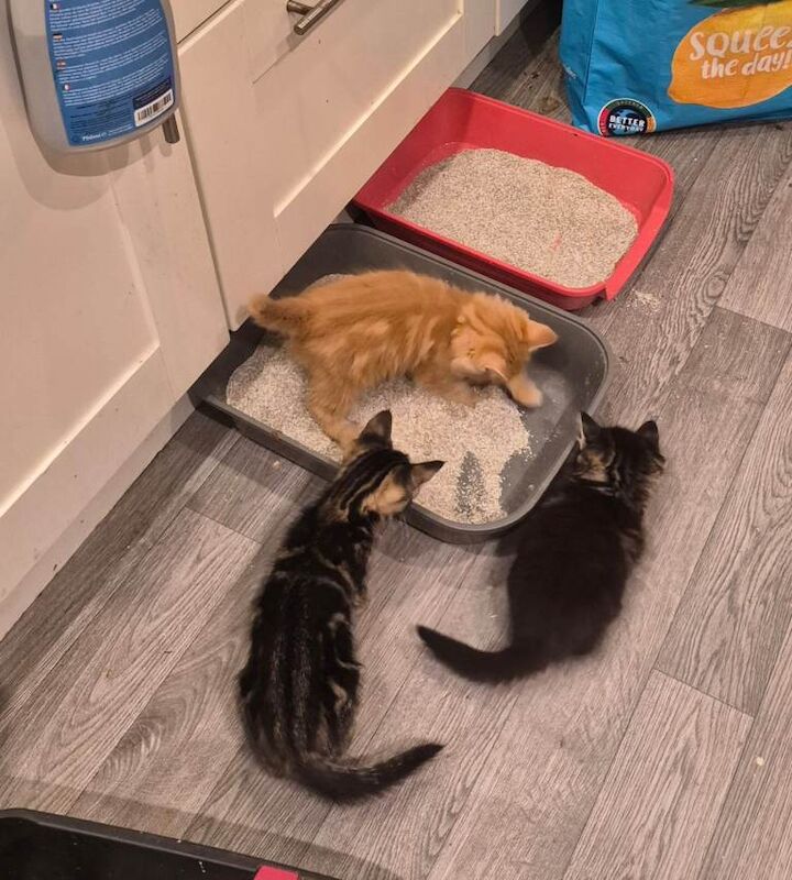 Beautiful kittens ready to leave, mum is half maincoon dad is ginger. - Image 3 of 5