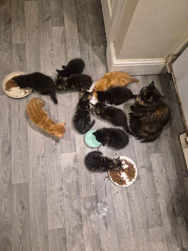 Beautiful kittens ready to leave, mum is half maincoon dad is ginger. - Image 4 of 5