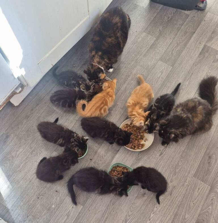 Beautiful kittens ready to leave, mum is half maincoon dad is ginger. - Image 5 of 5