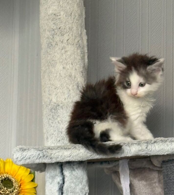 Maine Coon kittens for sale in Wotton-under-Edge, Gloucestershire – 6 weeks old