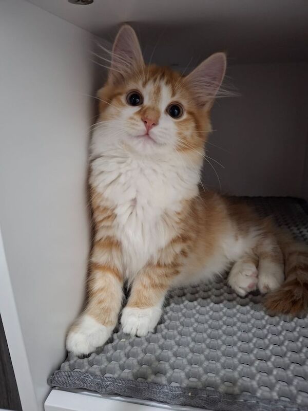 Maine Coon kittens for sale in Burntwood, Staffordshire – 10 weeks old