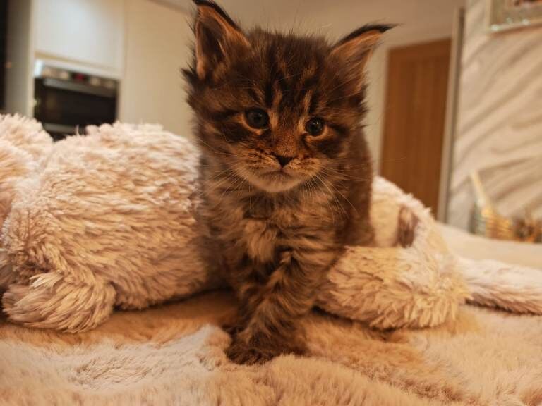 Maine Coon kittens for sale in Bournemouth, Dorset – 5 weeks old