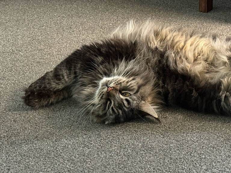 Maine Coon kittens for sale in Innerleithen, Tweeddale – 2 years old