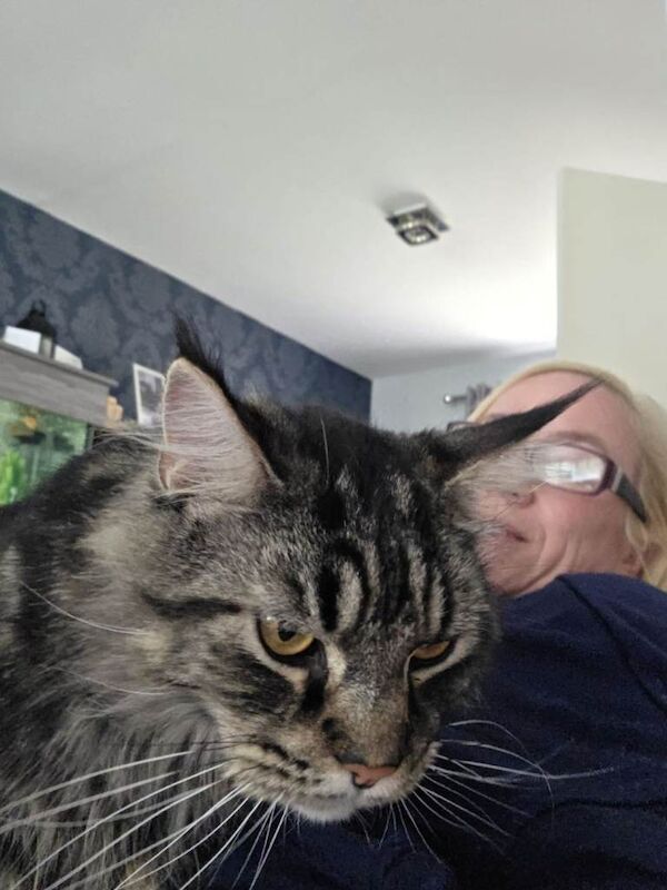 Maine Coon kittens for sale in Innerleithen, Tweeddale – 2 years old - Image 2 of 5