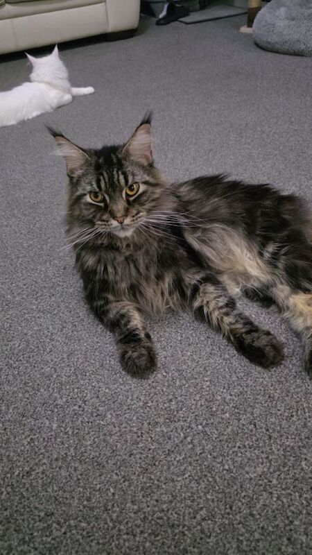 Maine Coon kittens for sale in Innerleithen, Tweeddale – 2 years old - Image 3 of 5
