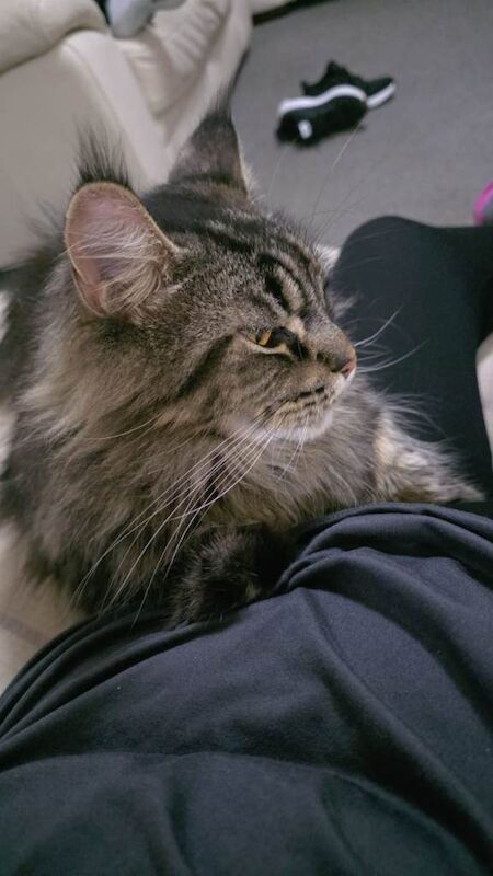 Maine Coon kittens for sale in Innerleithen, Tweeddale – 2 years old - Image 4 of 5