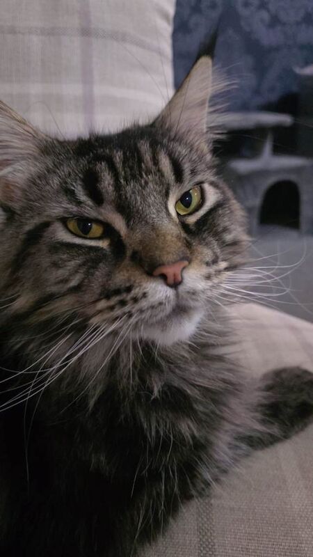 Maine Coon kittens for sale in Innerleithen, Tweeddale – 2 years old - Image 5 of 5