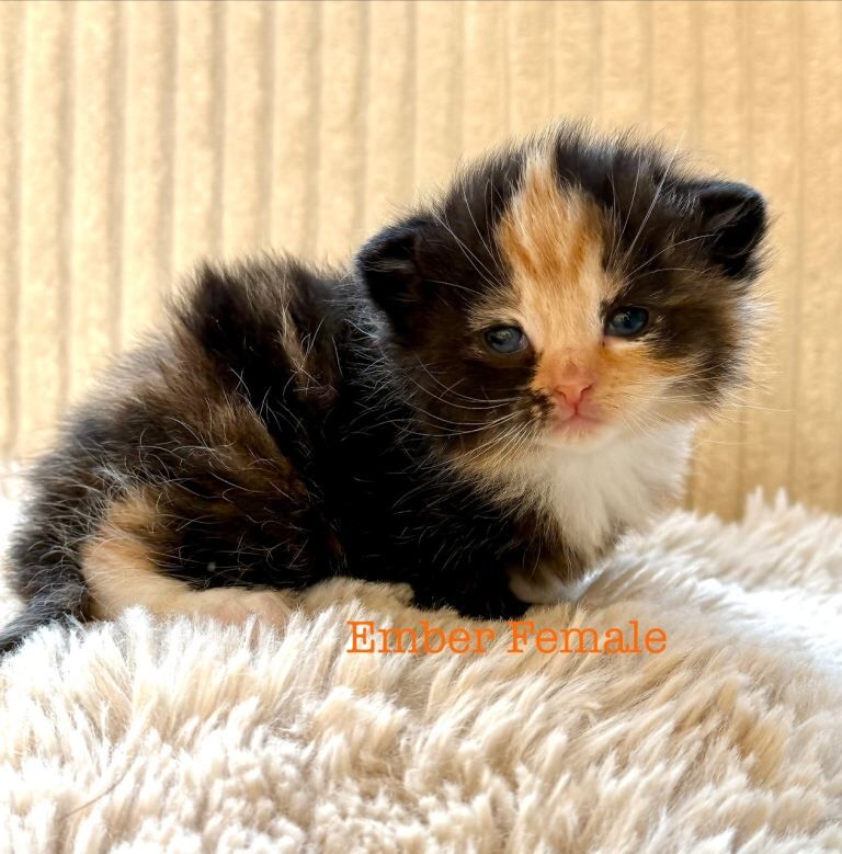 Maine Coon Kittens For Sale
