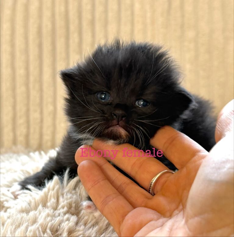 Beautiful Maine coon babies - Image 2 of 6
