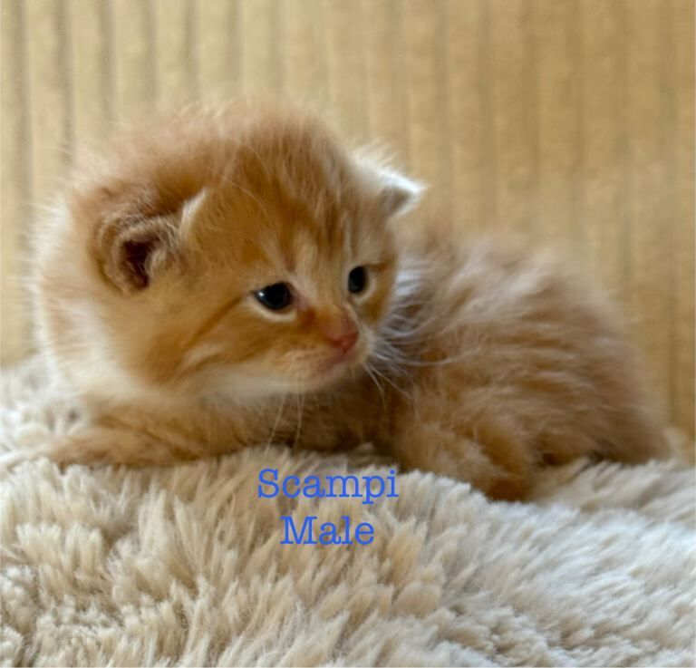 Beautiful Maine coon babies - Image 3 of 6