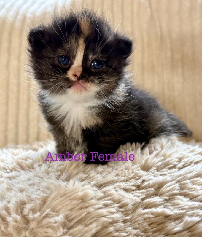 Beautiful Maine coon babies - Image 4 of 6