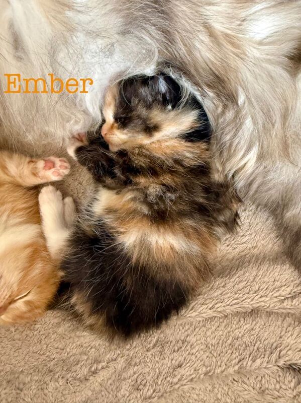 Beautiful Maine coon babies - Image 5 of 6