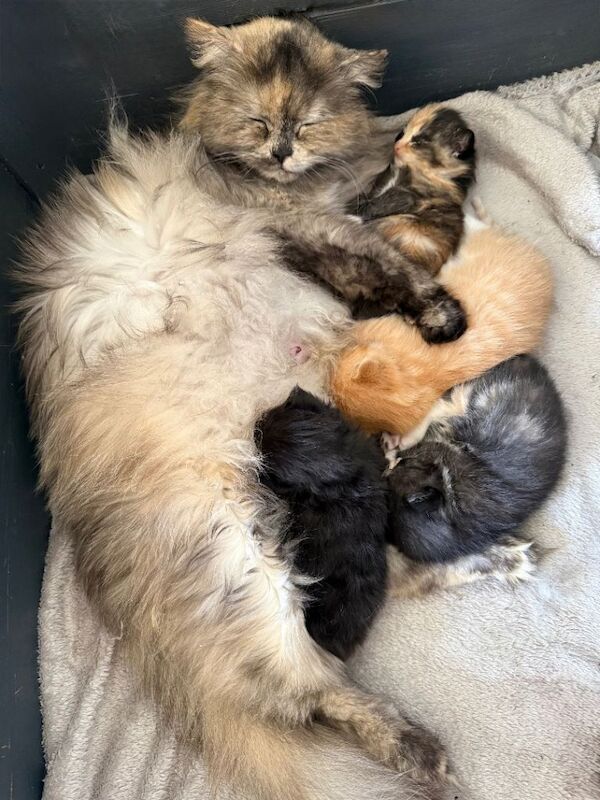 Beautiful Maine coon babies - Image 6 of 6