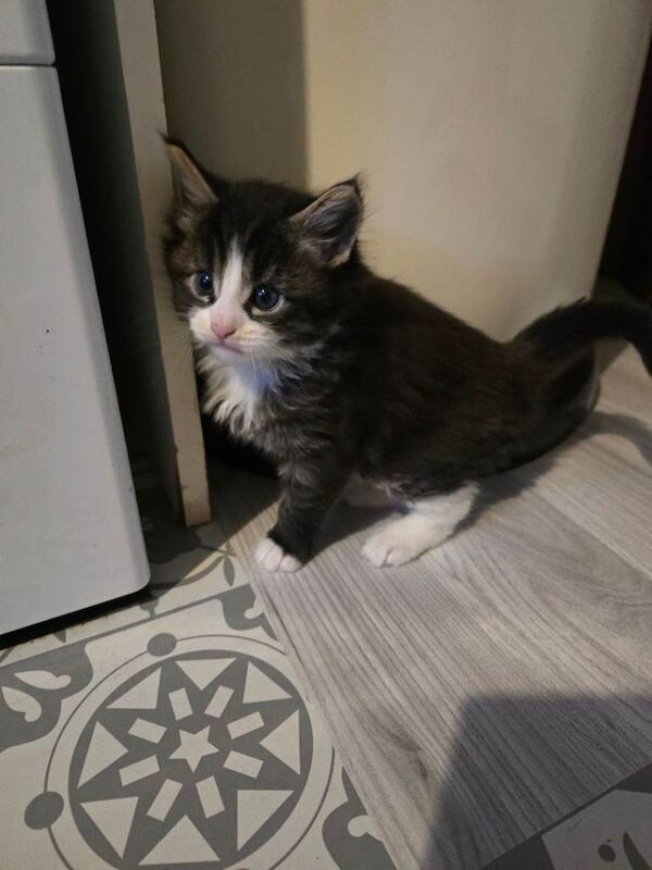 Maine Coon Kittens For Sale