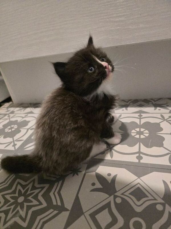 Maine Coon kittens for sale in Norwich, Norfolk – 5 weeks old - Image 2 of 4