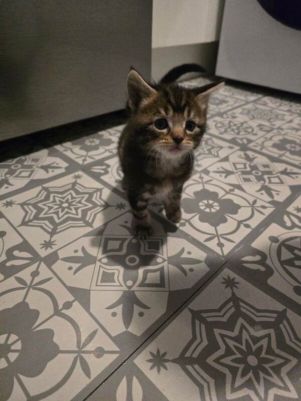 Maine Coon kittens for sale in Norwich, Norfolk – 5 weeks old - Image 3 of 4