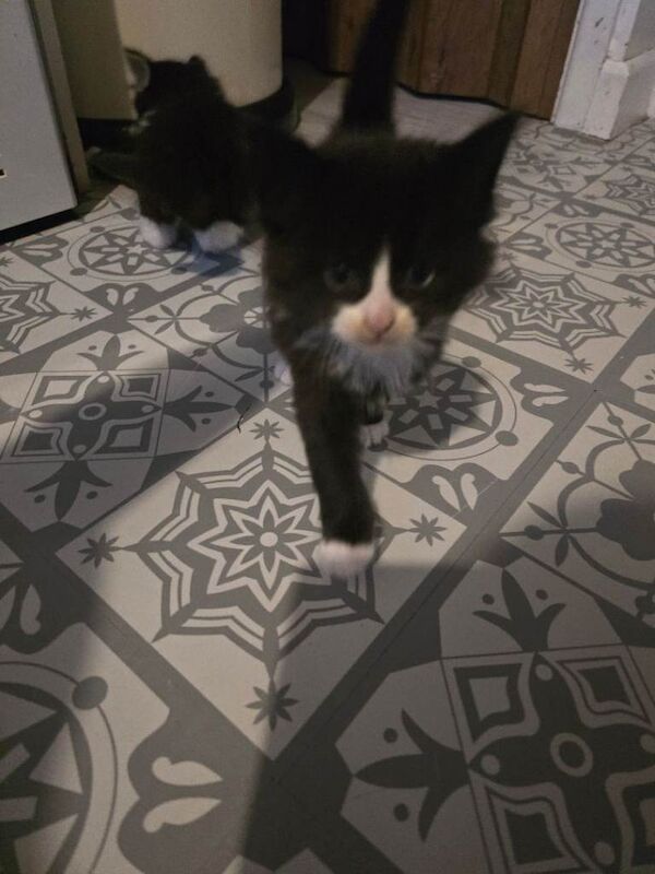 Maine Coon kittens for sale in Norwich, Norfolk – 5 weeks old - Image 4 of 4