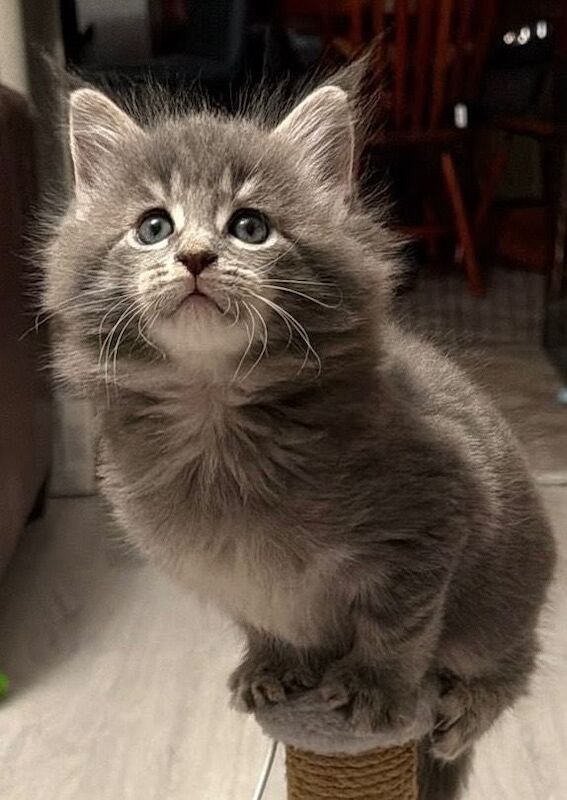 Beautiful Maine Coon Kitten