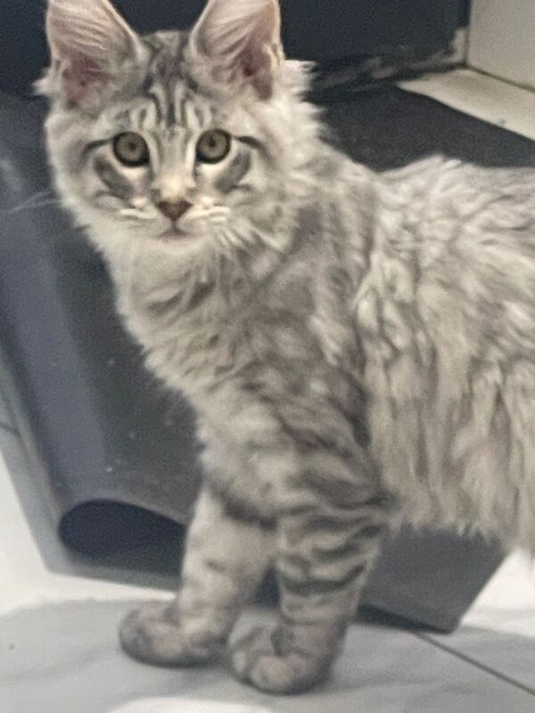 Beautiful Maine Coon Kitten Ready for Loving Home