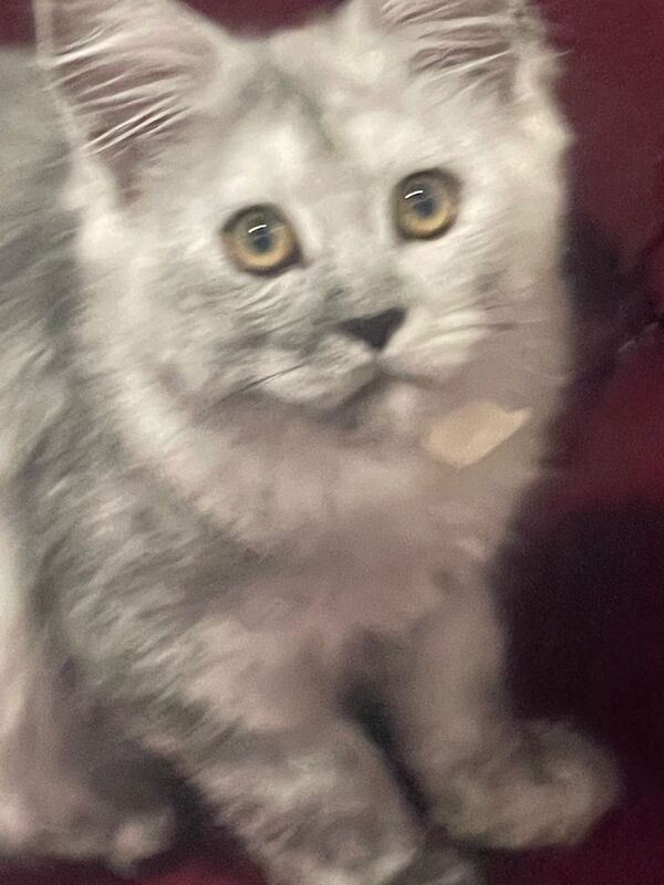 Beautiful Maine Coon Kitten Ready for Loving Home - Image 2 of 5