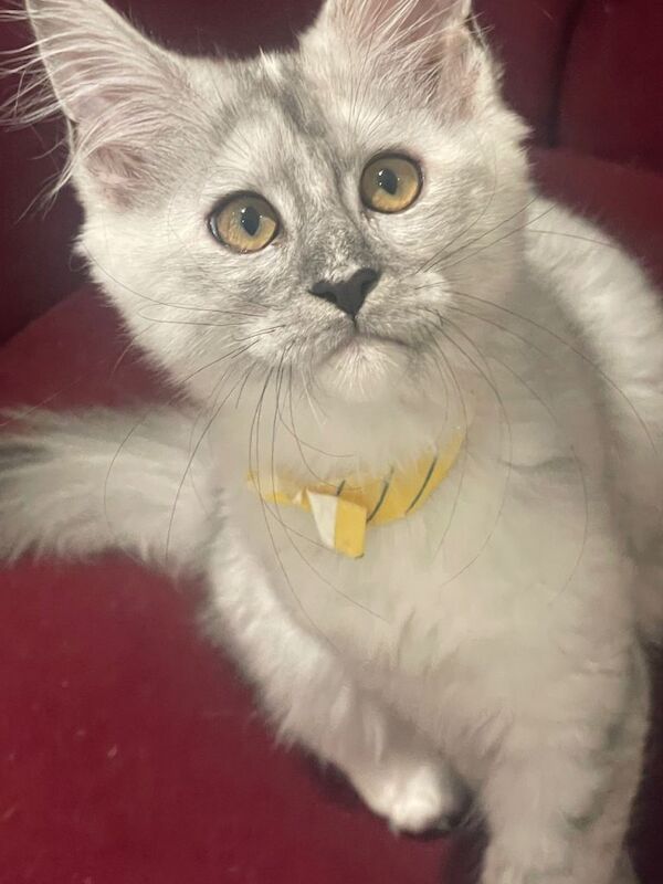 Beautiful Maine Coon Kitten Ready for Loving Home - Image 3 of 5