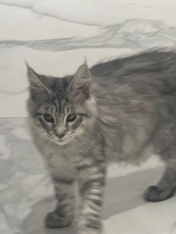 Beautiful Maine Coon Kitten Ready for Loving Home - Image 4 of 5
