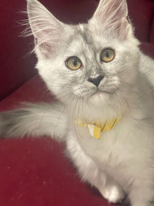 Beautiful Maine Coon Kitten Ready for Loving Home - Image 5 of 5