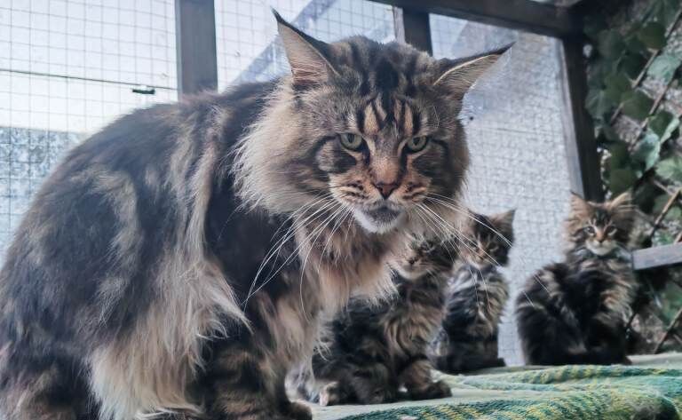 Maine Coon kittens for sale in Craigavon, County Armagh – 11 weeks old