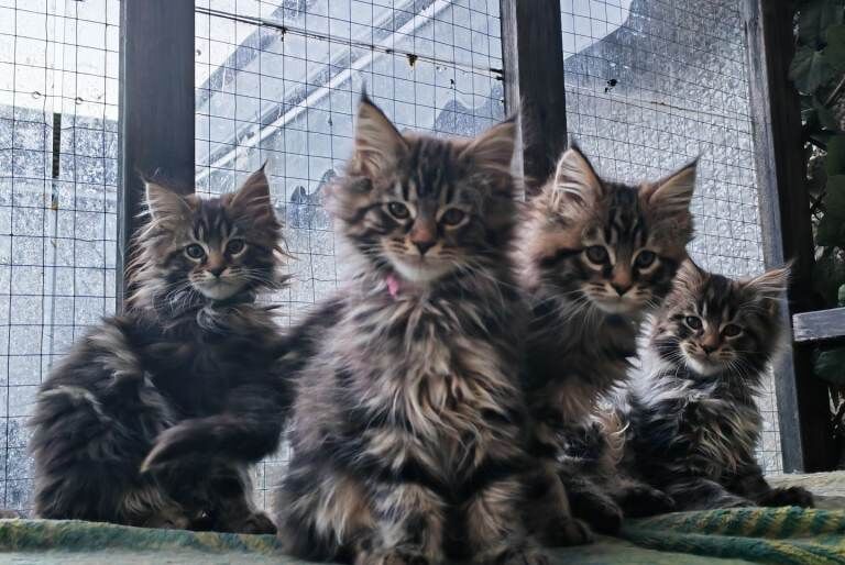 Maine Coon kittens for sale in Craigavon, County Armagh – 11 weeks old - Image 2 of 6
