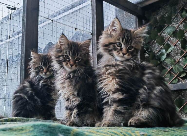 Maine Coon kittens for sale in Craigavon, County Armagh – 11 weeks old - Image 3 of 6