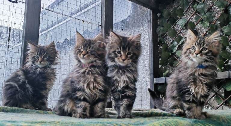 Maine Coon kittens for sale in Craigavon, County Armagh – 11 weeks old - Image 4 of 6