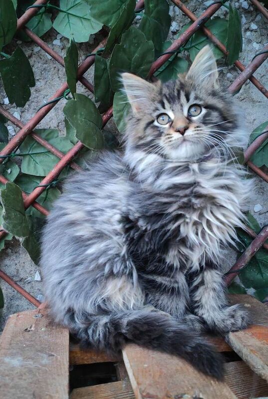 Maine Coon kittens for sale in Craigavon, County Armagh – 11 weeks old - Image 5 of 6