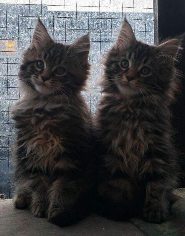 Maine Coon kittens for sale in Craigavon, County Armagh – 11 weeks old - Image 6 of 6
