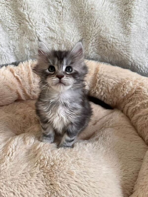Beautiful Maine Coon Kittens