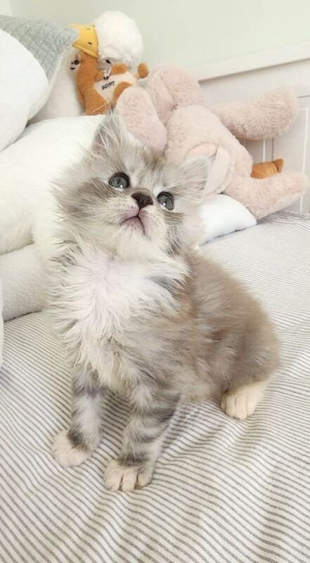 Maine Coon Kittens For Sale