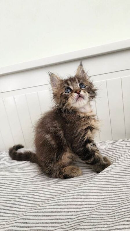 Beautiful Maine Coon kittens - Image 2 of 6