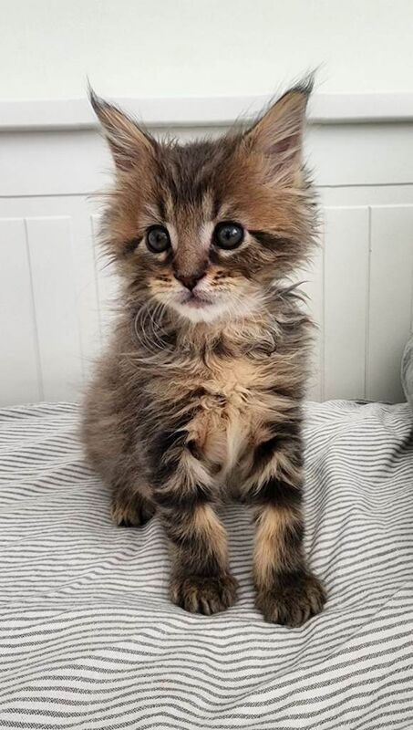 Beautiful Maine Coon kittens - Image 3 of 6