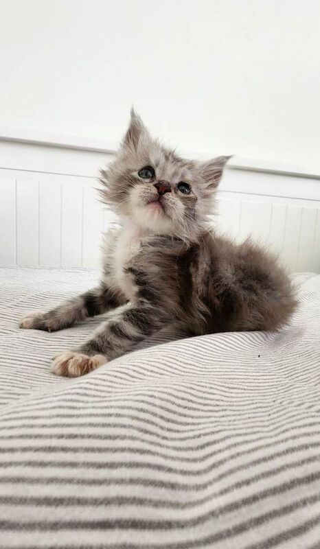 Beautiful Maine Coon kittens - Image 4 of 6
