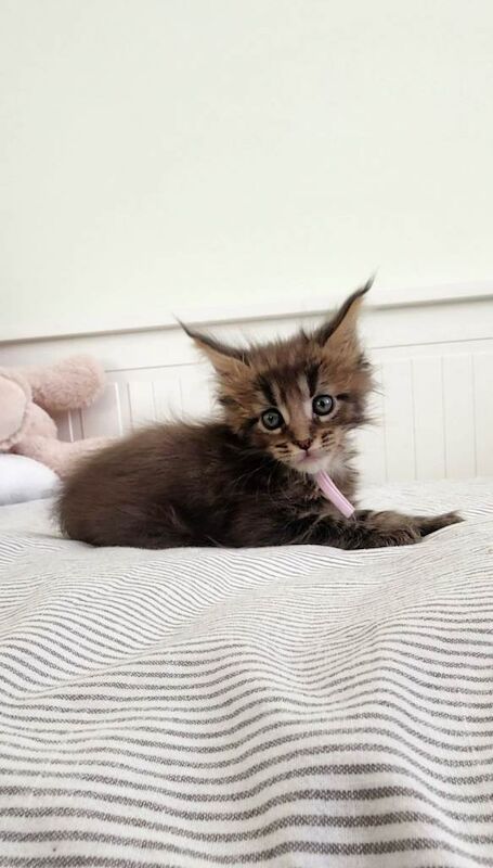 Beautiful Maine Coon kittens - Image 5 of 6